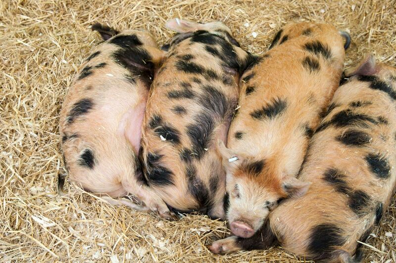 Piglets napping